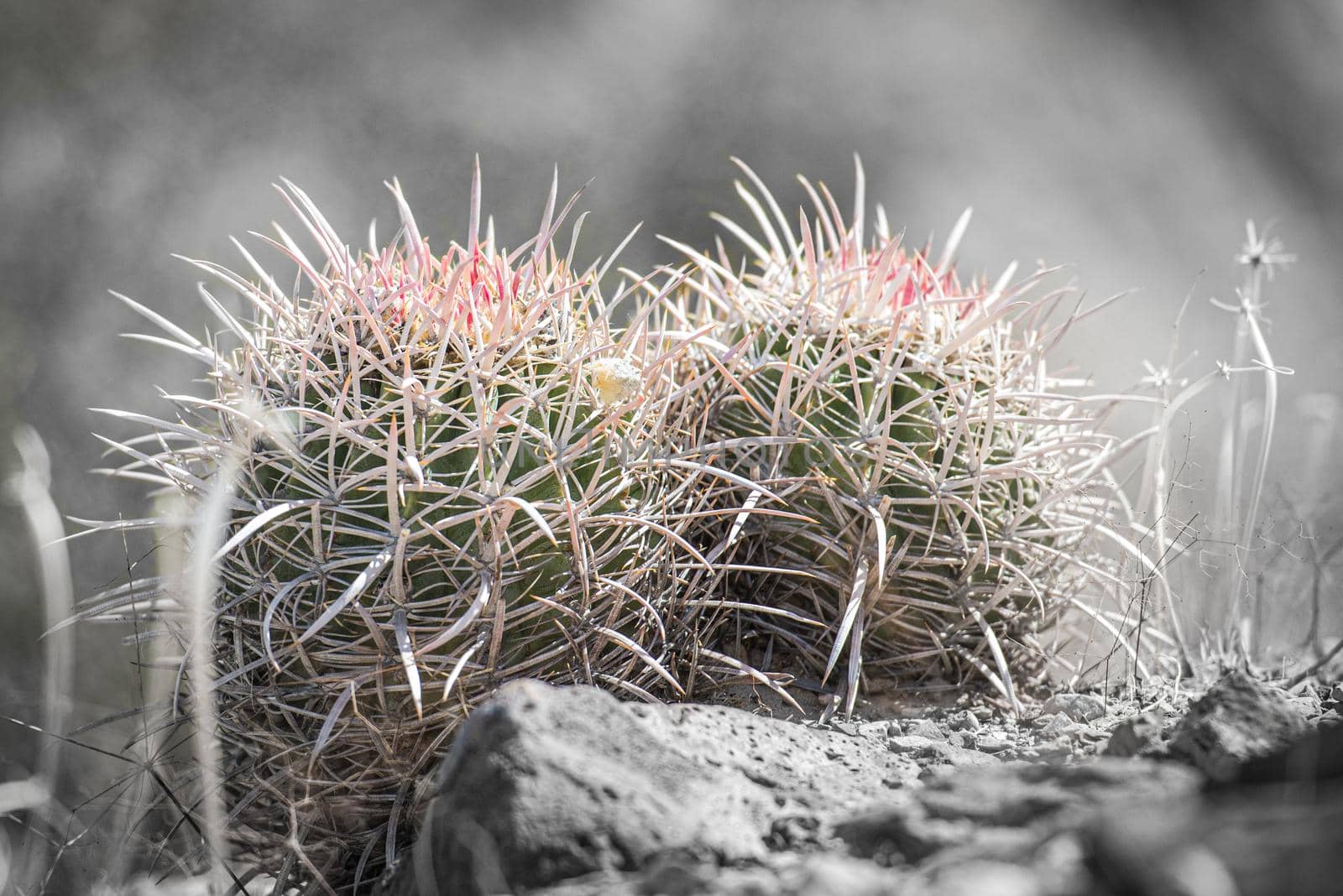 Barrel Cactus Topped in red color with spikes