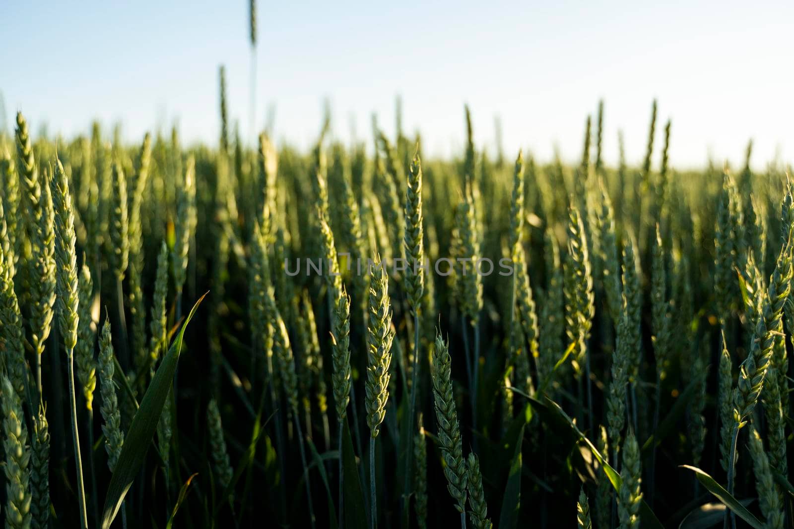 Yound green wheat field. Ripening ears of wheat field