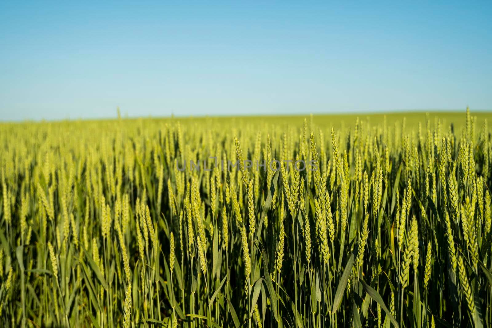 Close up ears of young green wheat growing in the field. Agriculture