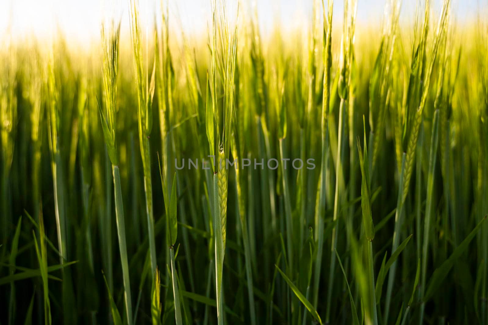 Young green barley growing in agricultural field in spring. Unripe cereals. The concept of agriculture, organic food. Barleys sprout growing in soil. Close up on sprouting barley in sunset. by vovsht