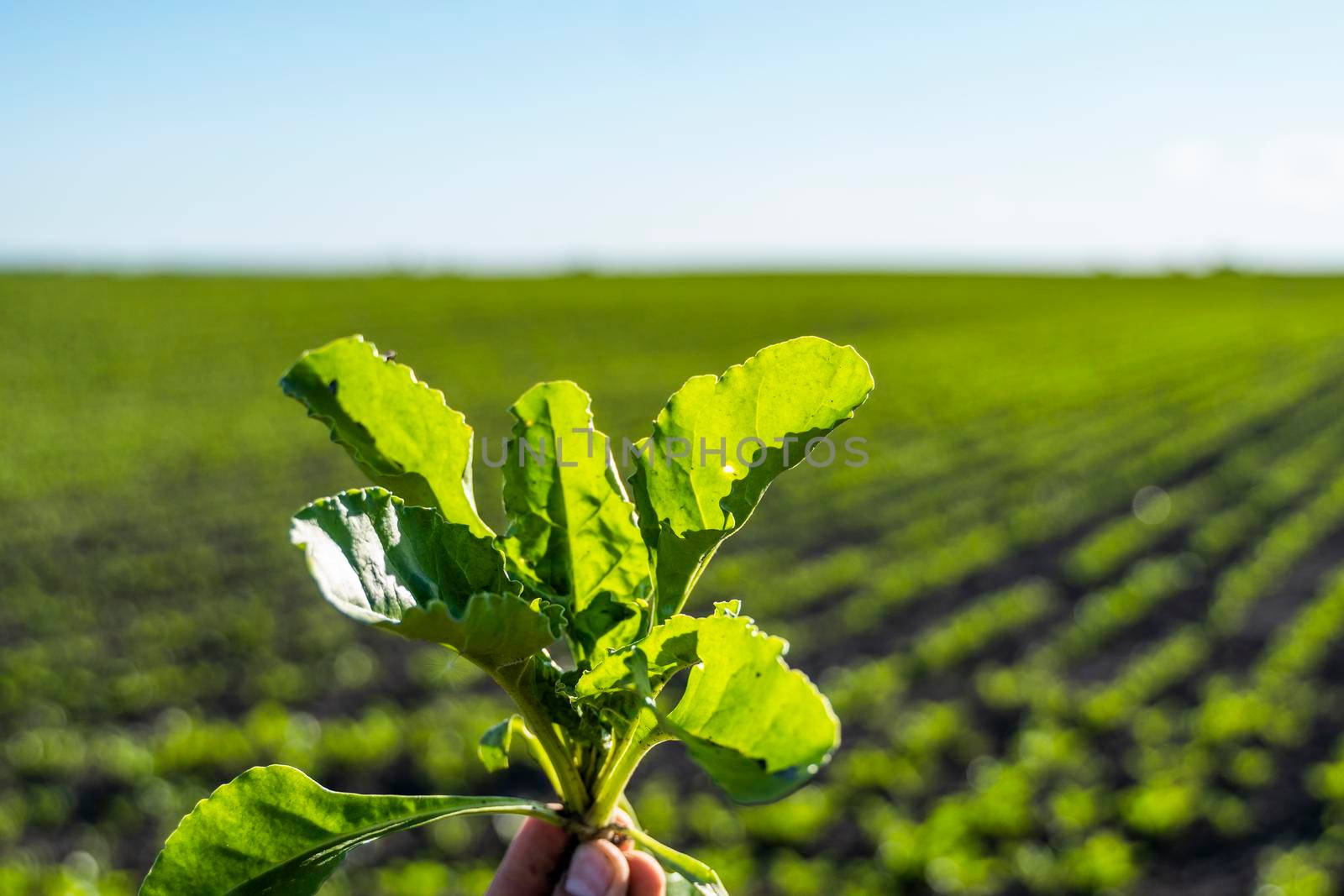 Closeup of young sugar beet plants in converging long lines growing in the recently cultivated soil on a farm. Agricultural field