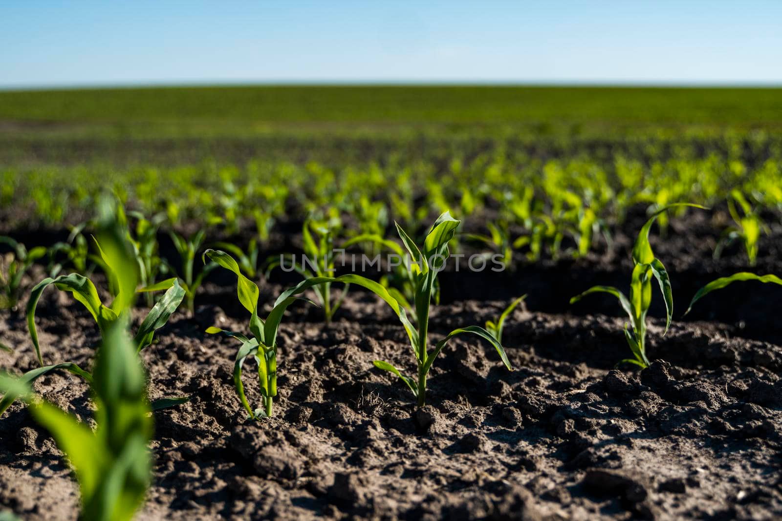 Green corn plants on a fertile field. Agricultural process