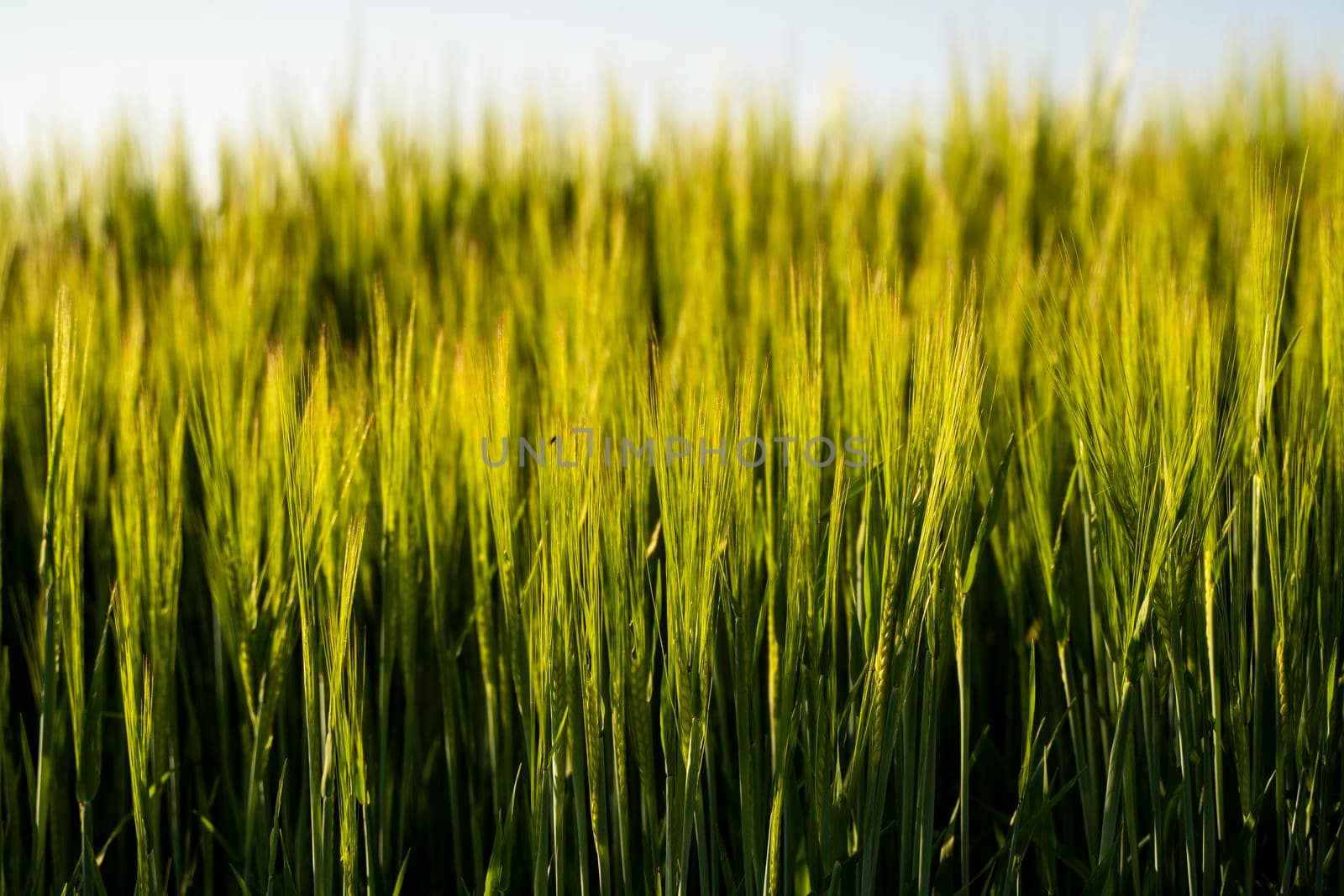 Young green barley growing in agricultural field in spring. Unripe cereals. The concept of agriculture, organic food. Barleys sprout growing in soil. Close up on sprouting barley in sunset