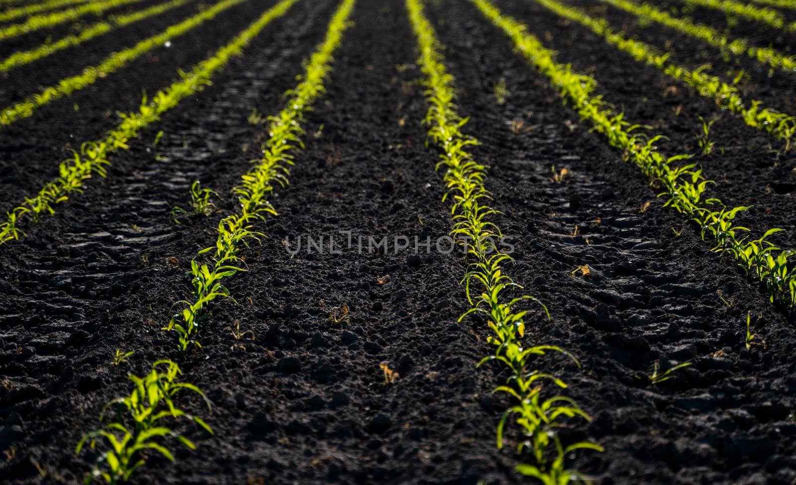 Young corn seedlings growing in a fertile soil. An agricultural field on which grow up young corn. Rural landscape. by vovsht