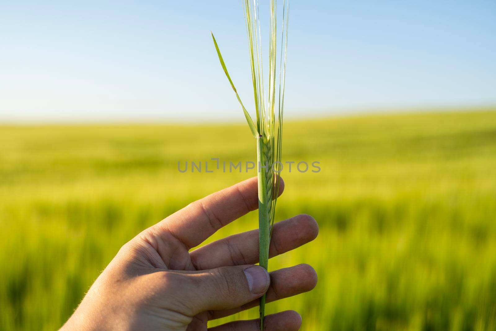 Farmer keeps a green barley spikelet in a hand against barley field in a daytime