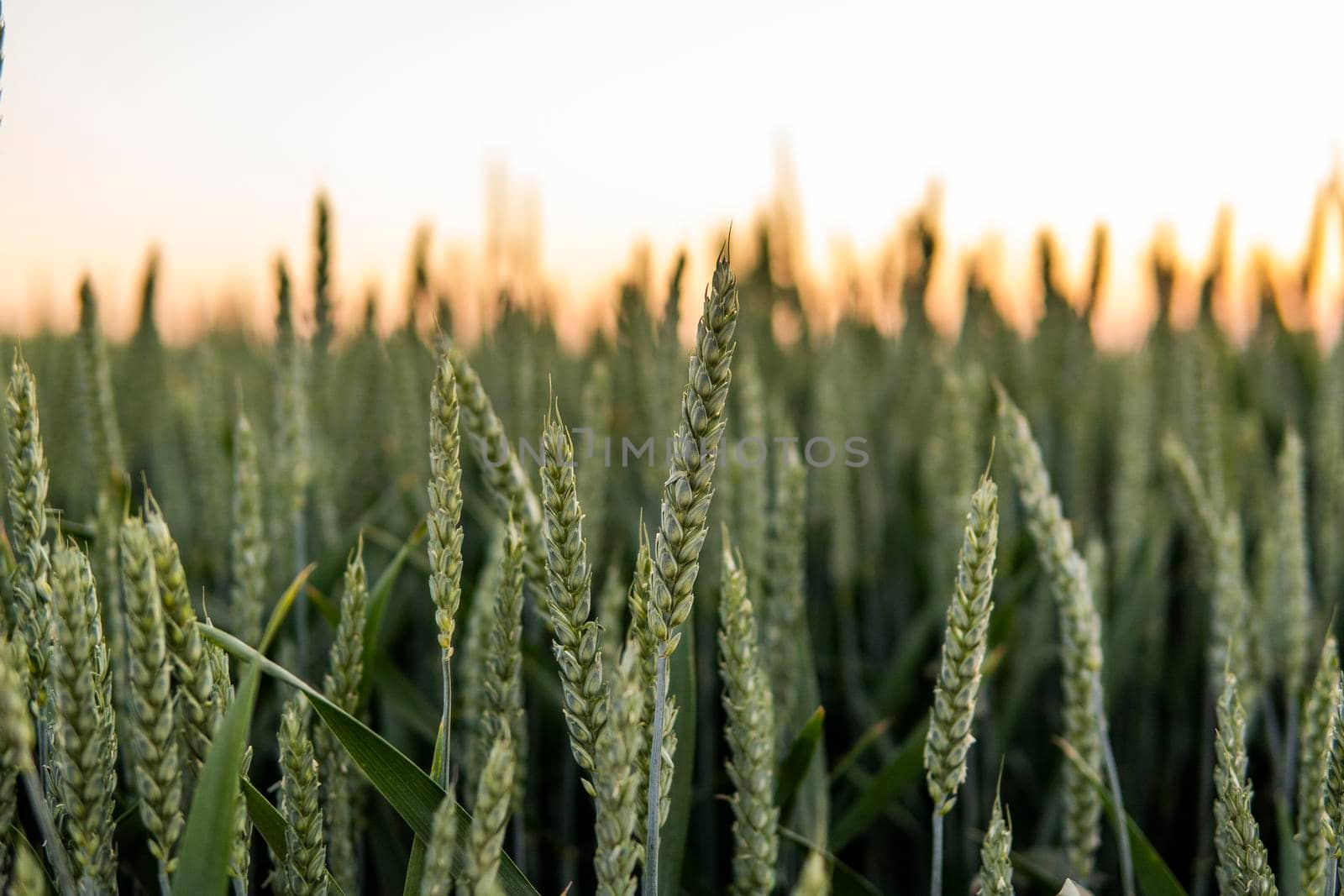 Young green wheat growing in agricultural field. Unripe cereals. The concept of agriculture, organic food.