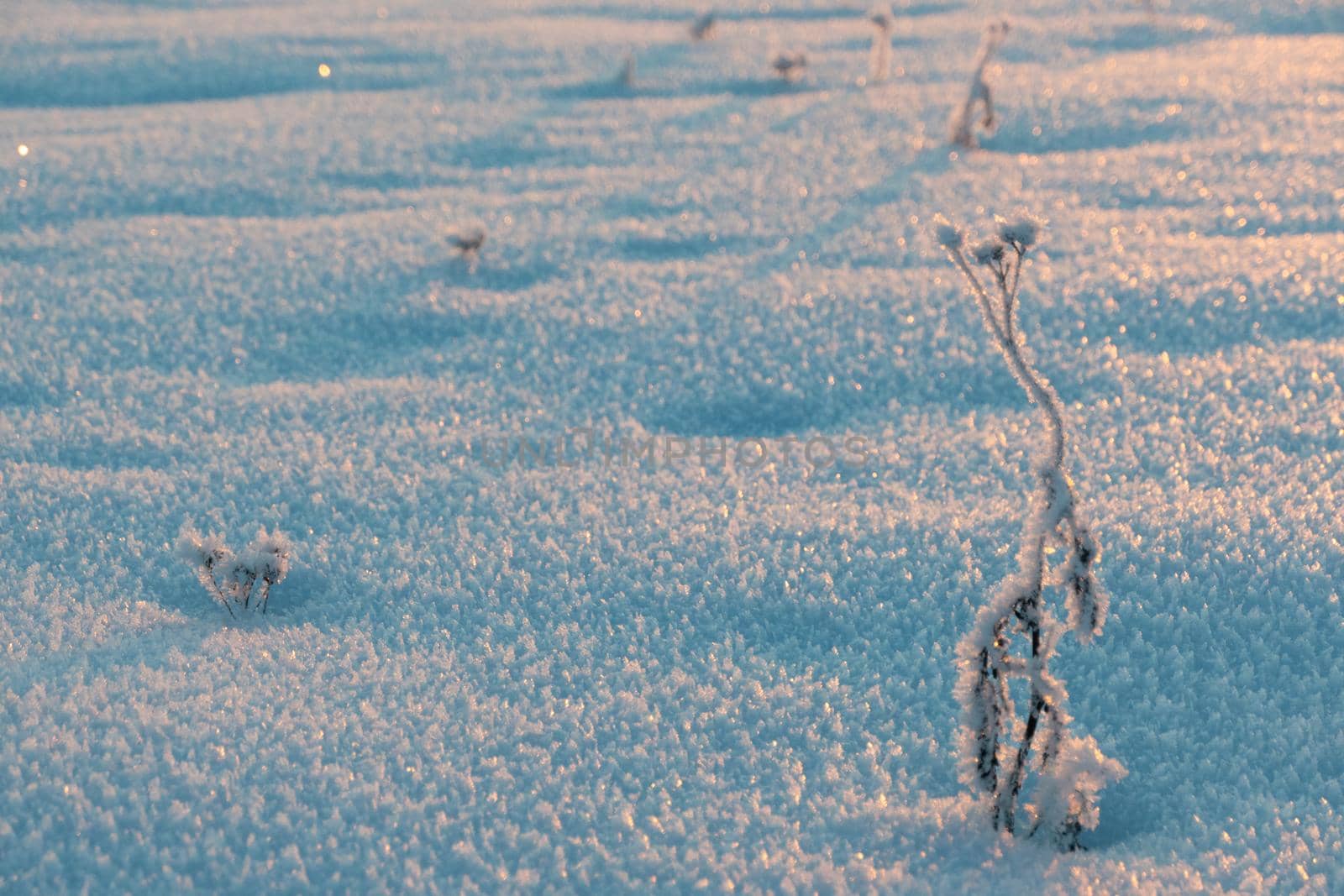 Frozen grass standing in snow during sunset in the winter, natural background Winter snow branches of tree on a blue sky background. very beautiful and picturesque nature in winter. Branch with flakes of snow in winter