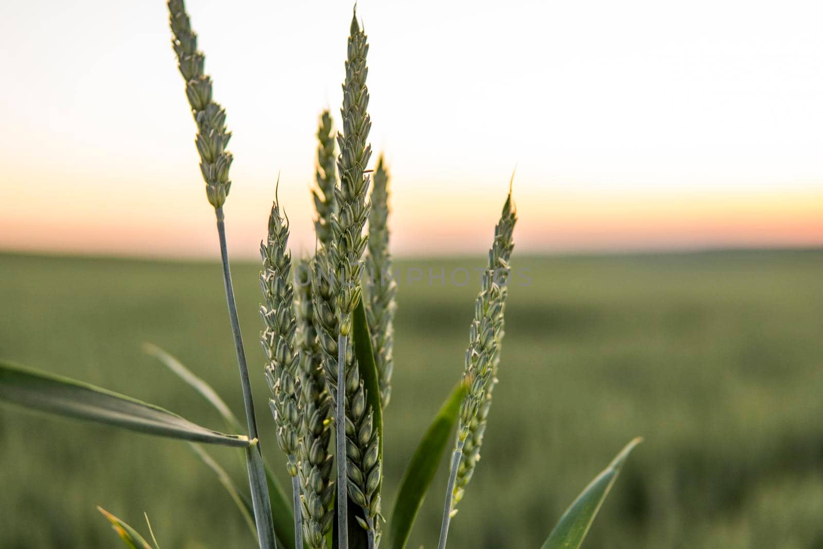 Young green wheat growing in agricultural field. Unripe cereals. The concept of agriculture, organic food.