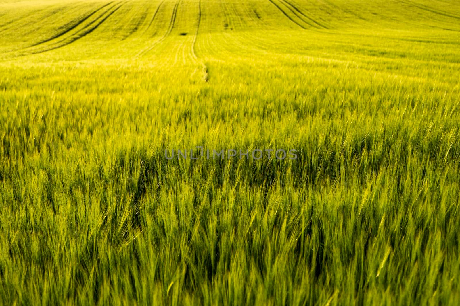 Landskape of an agricultural field with a green barley. Nature. Agricultural proces of growing cerals