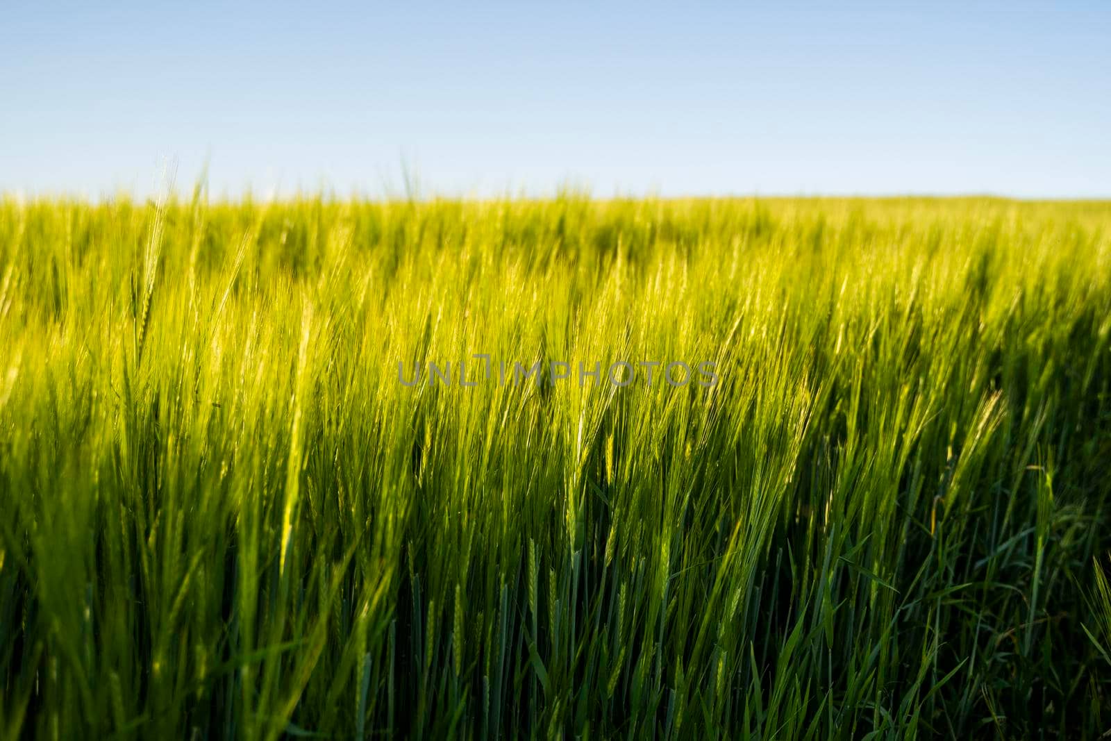 Landskape of an agricultural field with a green barley. Nature. Agricultural proces of growing cerals