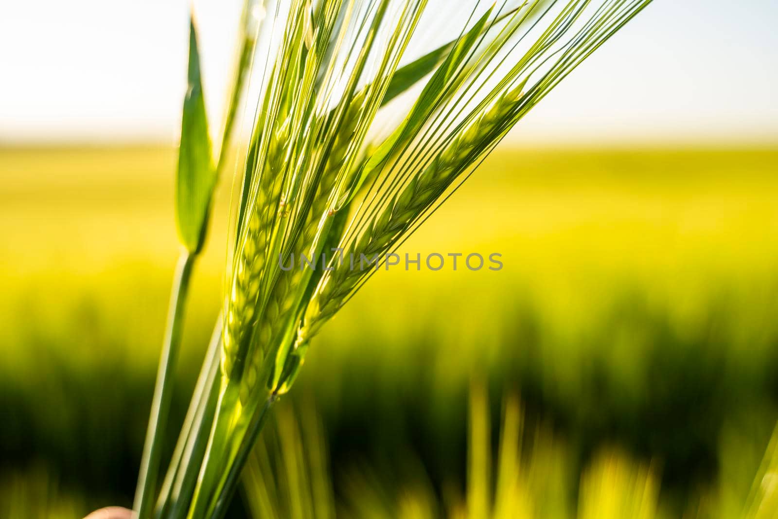 Green ears of barley. Agriculture. The concept of agriculture, healthy eating, organic food. by vovsht