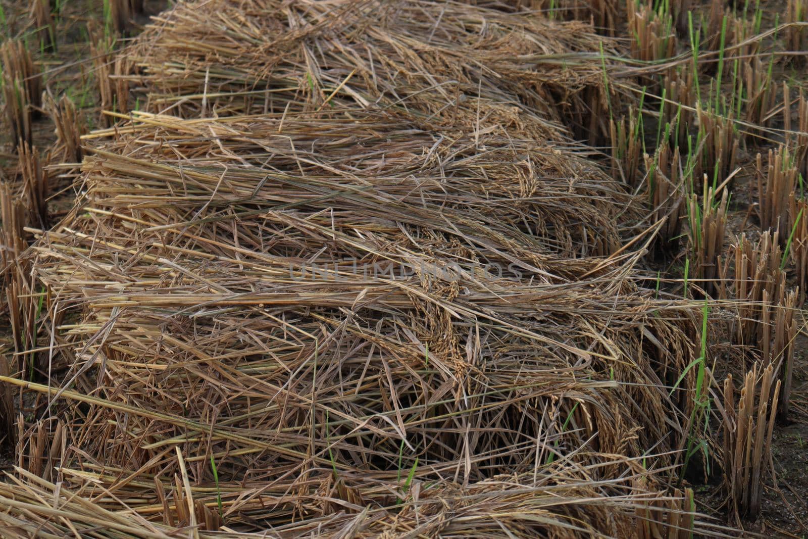 ripe paddy farm on field for harvest and sell