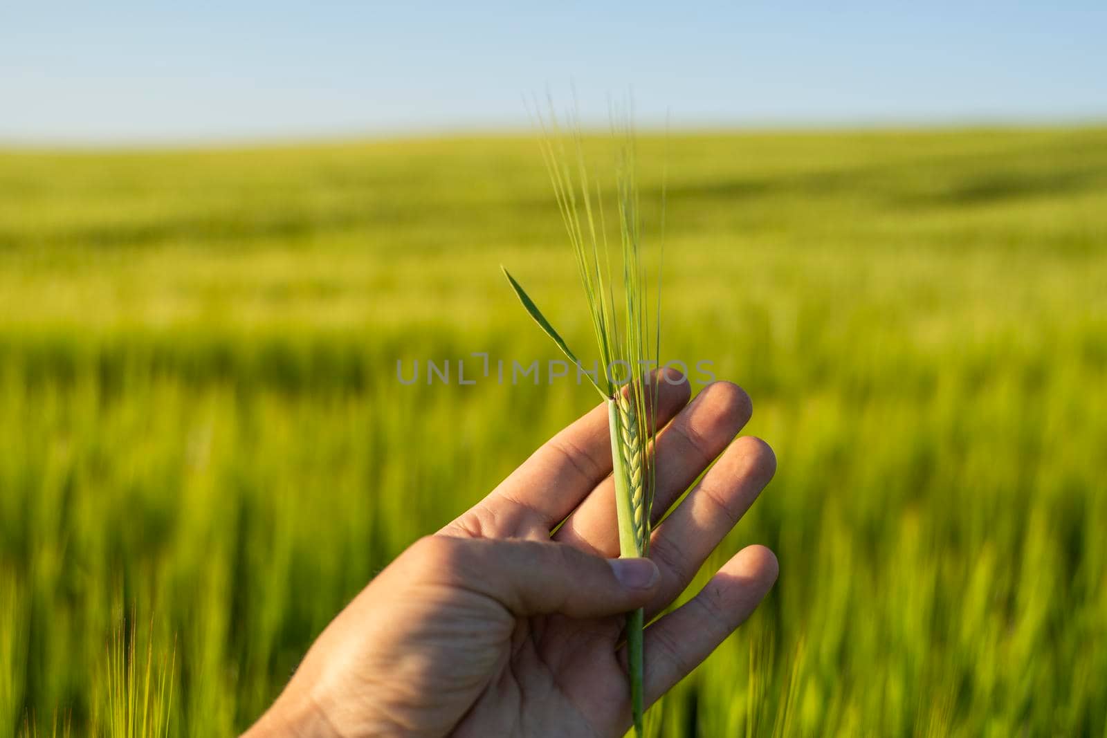 Man's hand holding spikelet of barley against fertile field of barley and blue sky. by vovsht