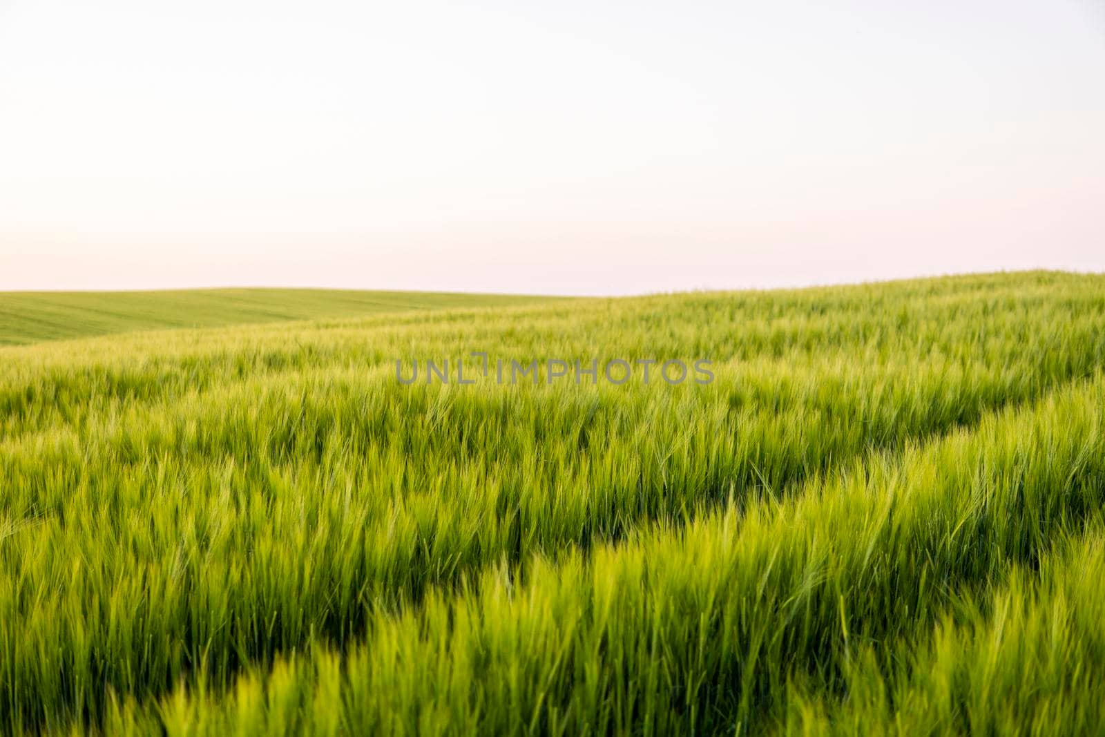 Young green barley growing in agricultural field in spring. Unripe cereals. The concept of agriculture, organic food. Barleys sprout growing in soil. Close up on sprouting barley in sunset