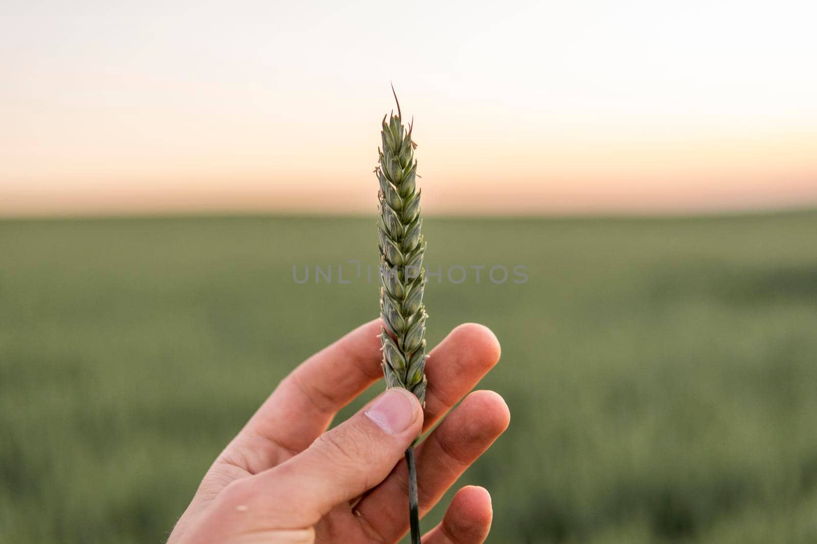 Farmer is holding a green ear of wheat in hand in front of agricultural field of wheat in a sunset