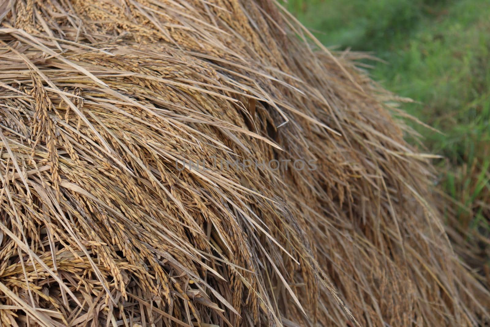 ripe paddy farm on field for harvest and sell