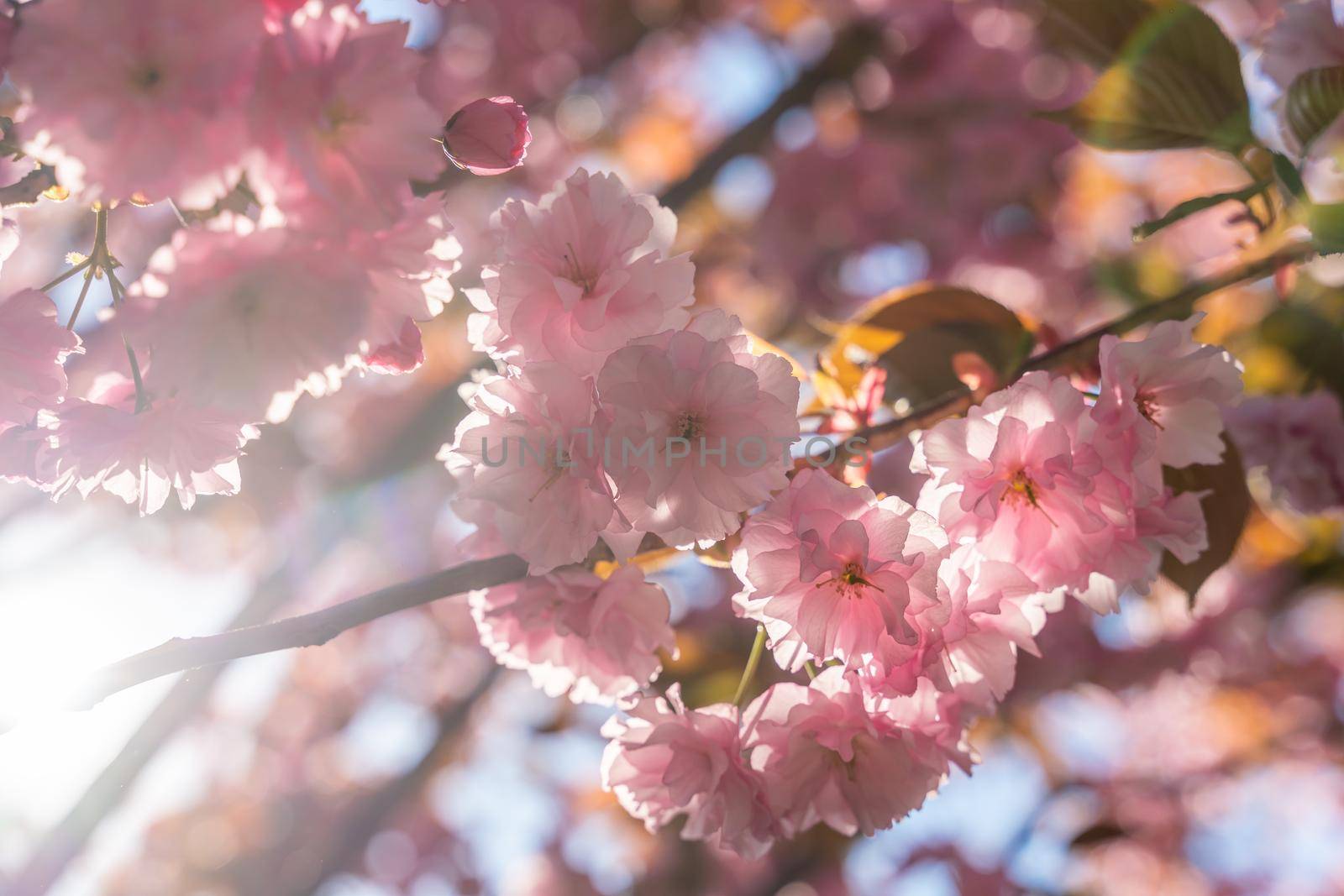 Double cherry blossoms in full bloom. A tree branch with flowers against a blue sky and the sun shines through the flowers