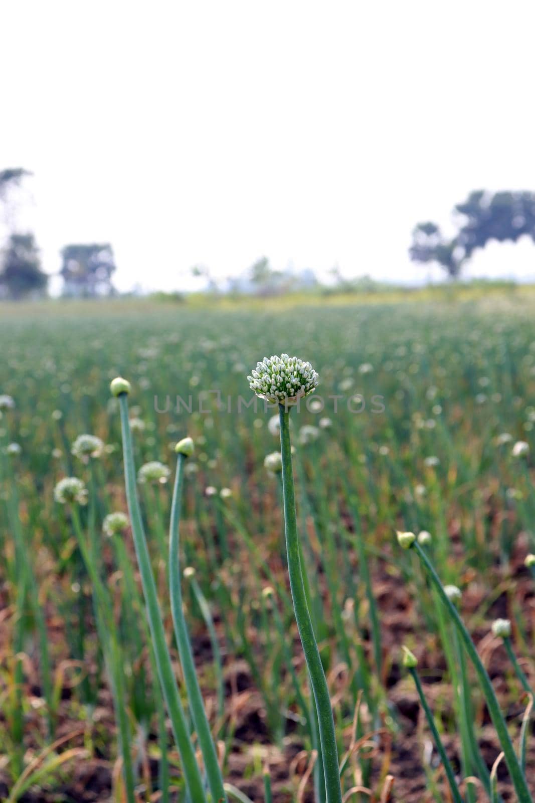 white colored onion flower on firm for harvest