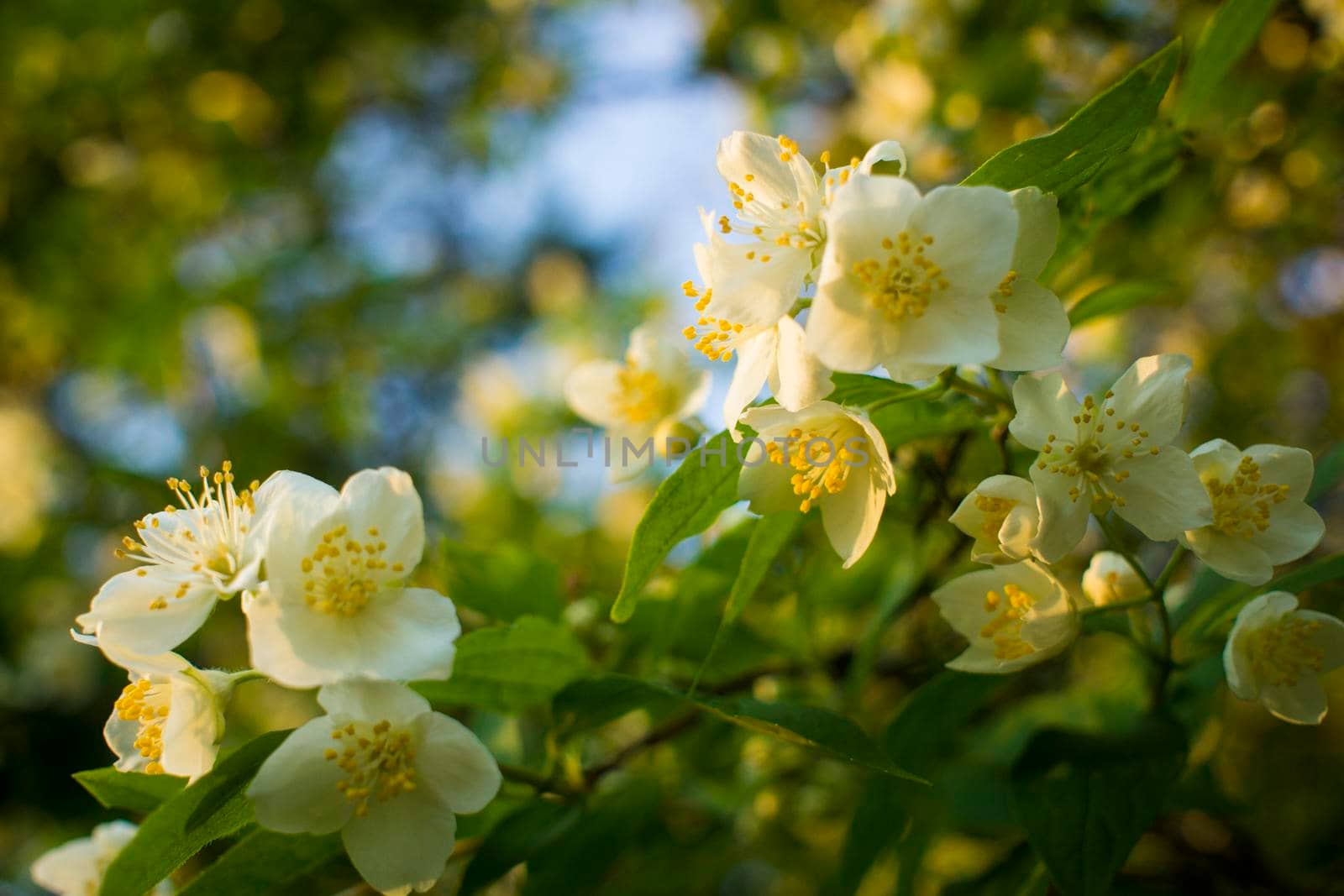 Beautiful white jasmine flower on cloudy summer day. High quality photo