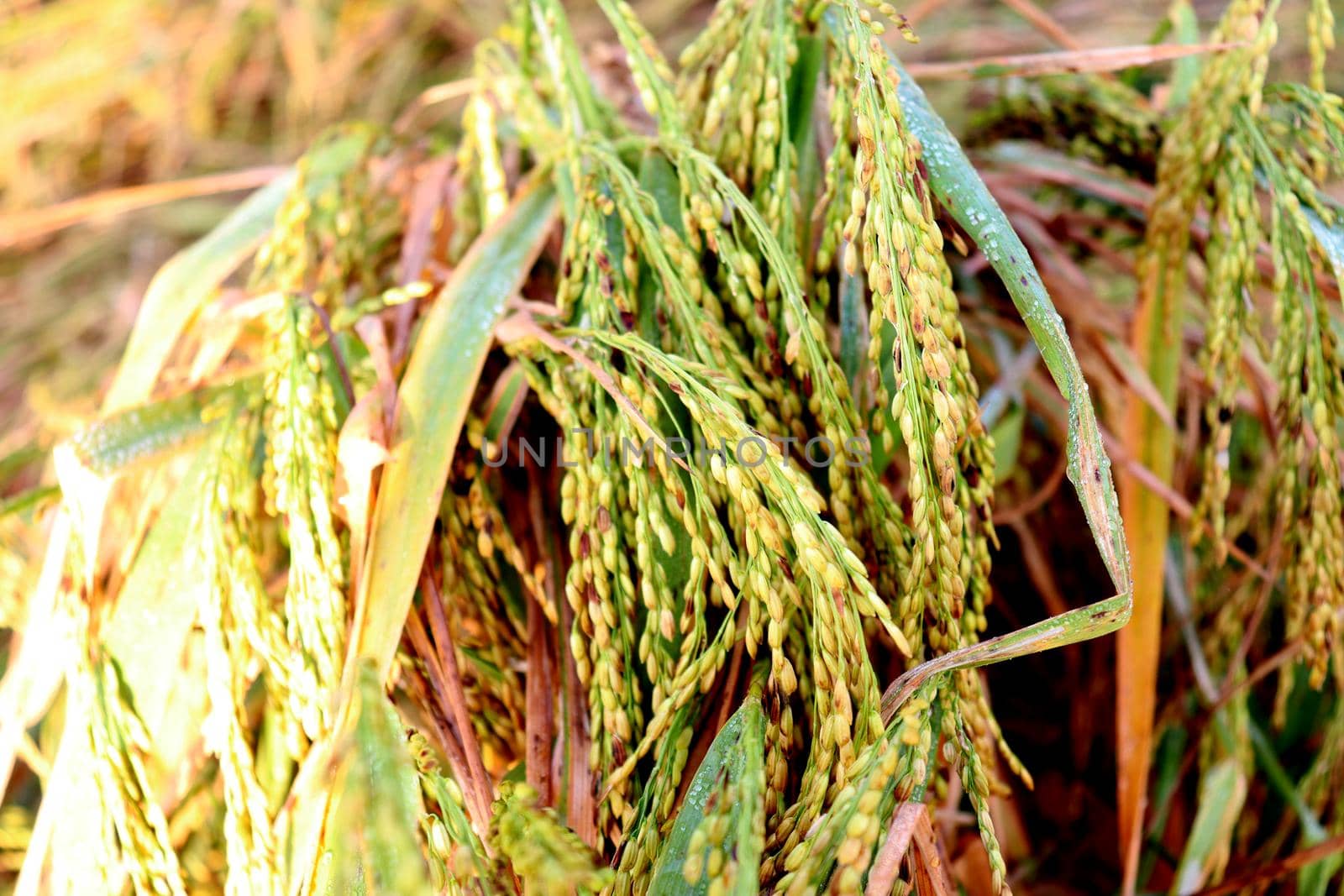 ripe paddy firm closeup for harvest on field