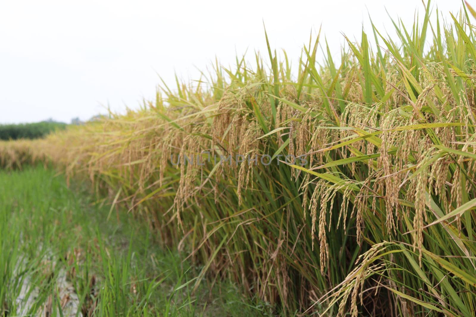 ripe paddy farm on field by jahidul2358