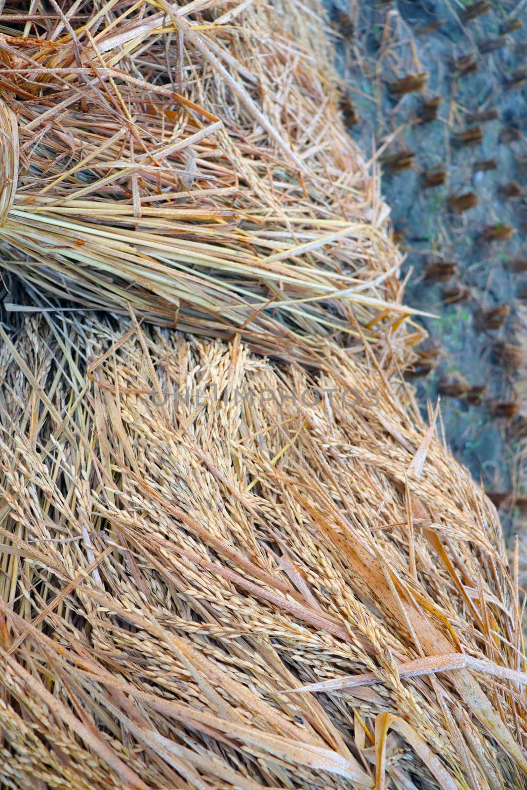 ripe paddy firm closeup for harvest on field