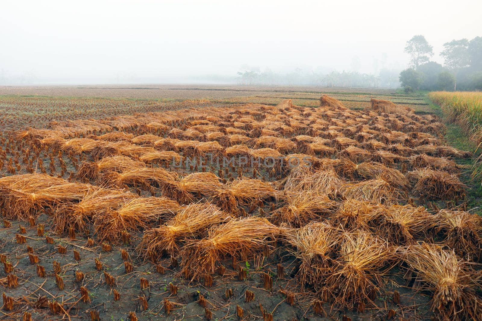 ripe paddy tree bunch stock on field for harvest