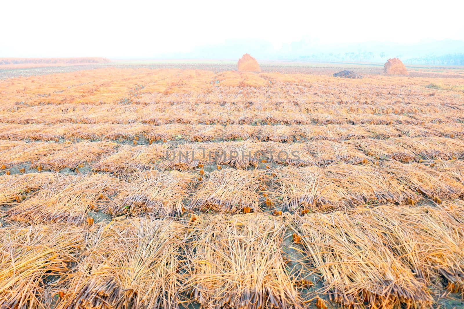 ripe paddy tree bunch stock on field for harvest