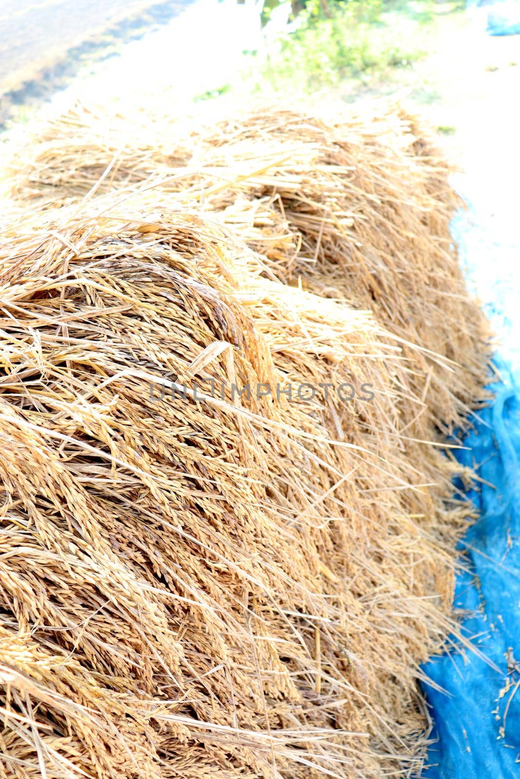 ripe paddy firm closeup for harvest on field