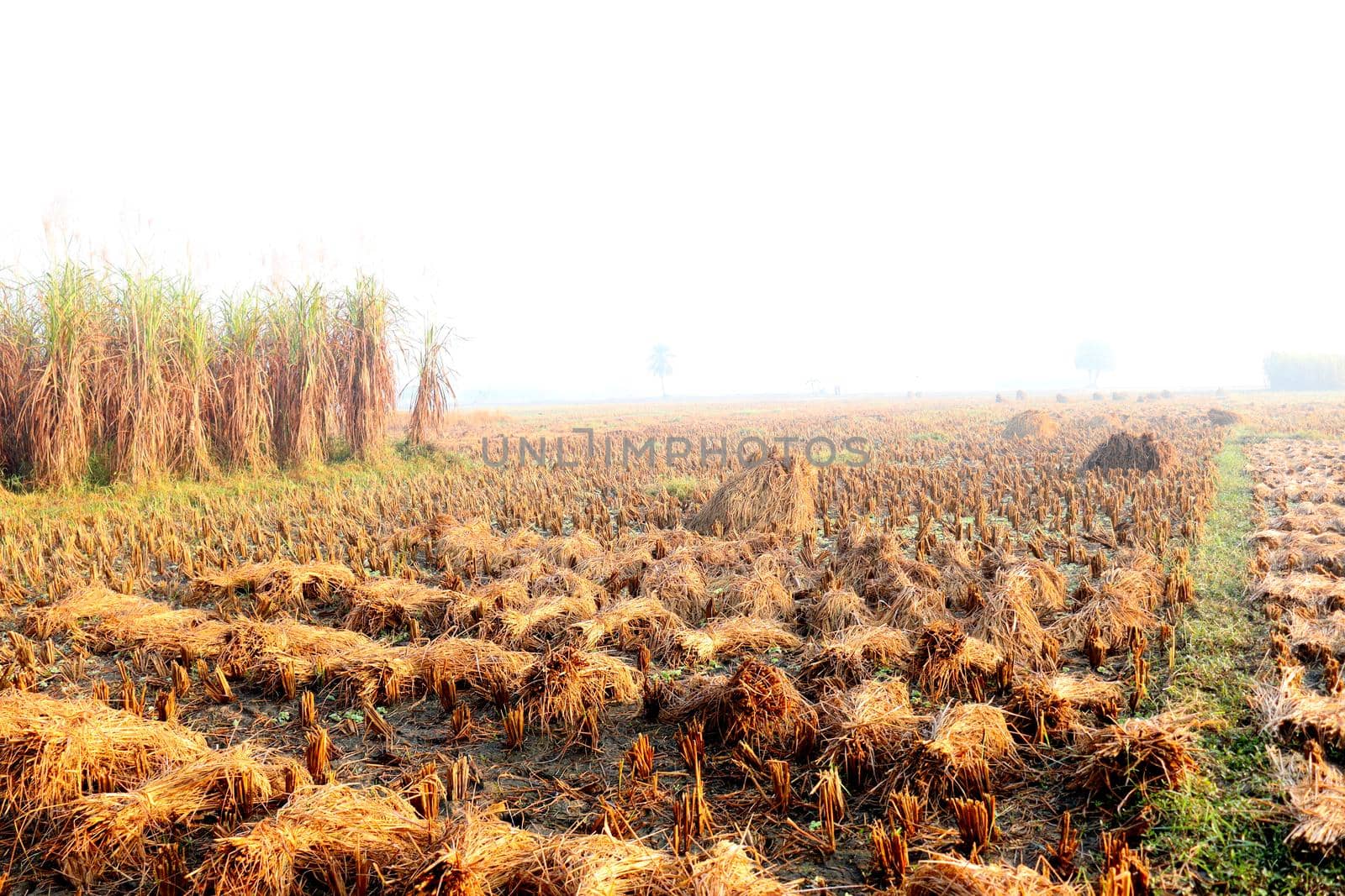 ripe paddy tree bunch stock on field for harvest