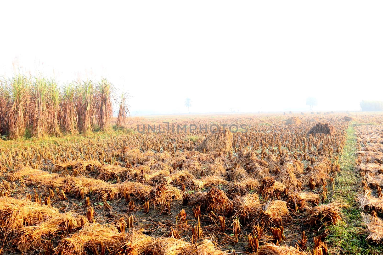 ripe paddy tree bunch stock by jahidul2358