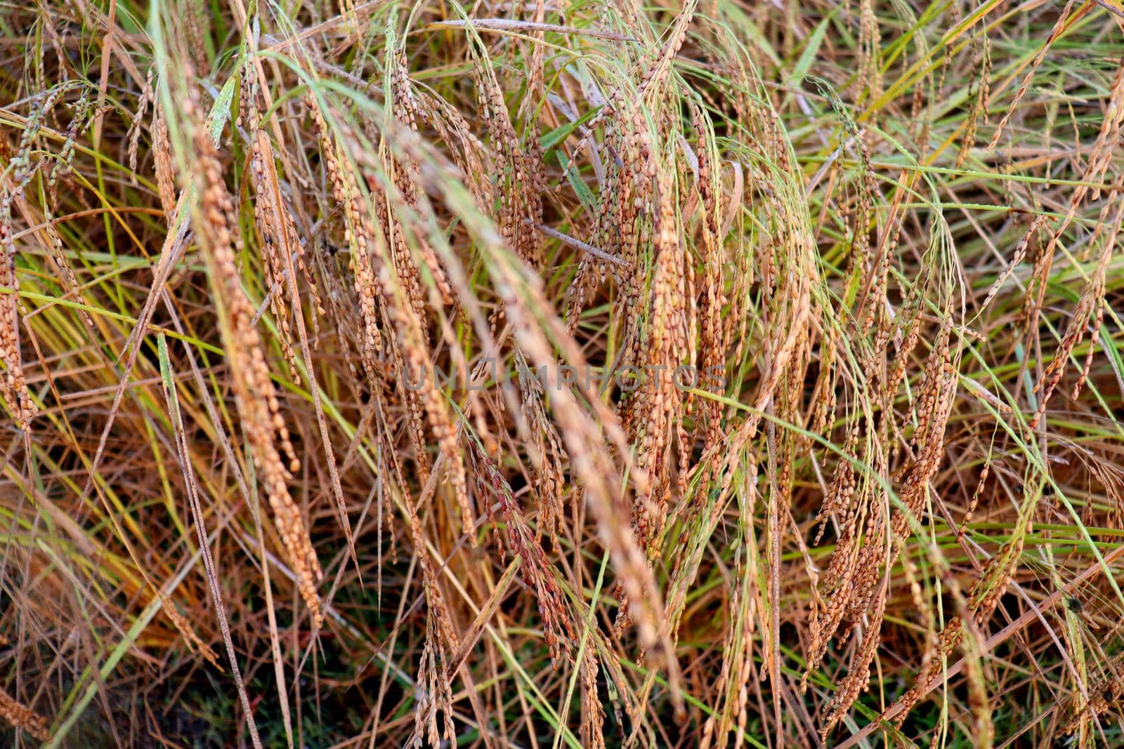 ripe paddy firm closeup for harvest on field