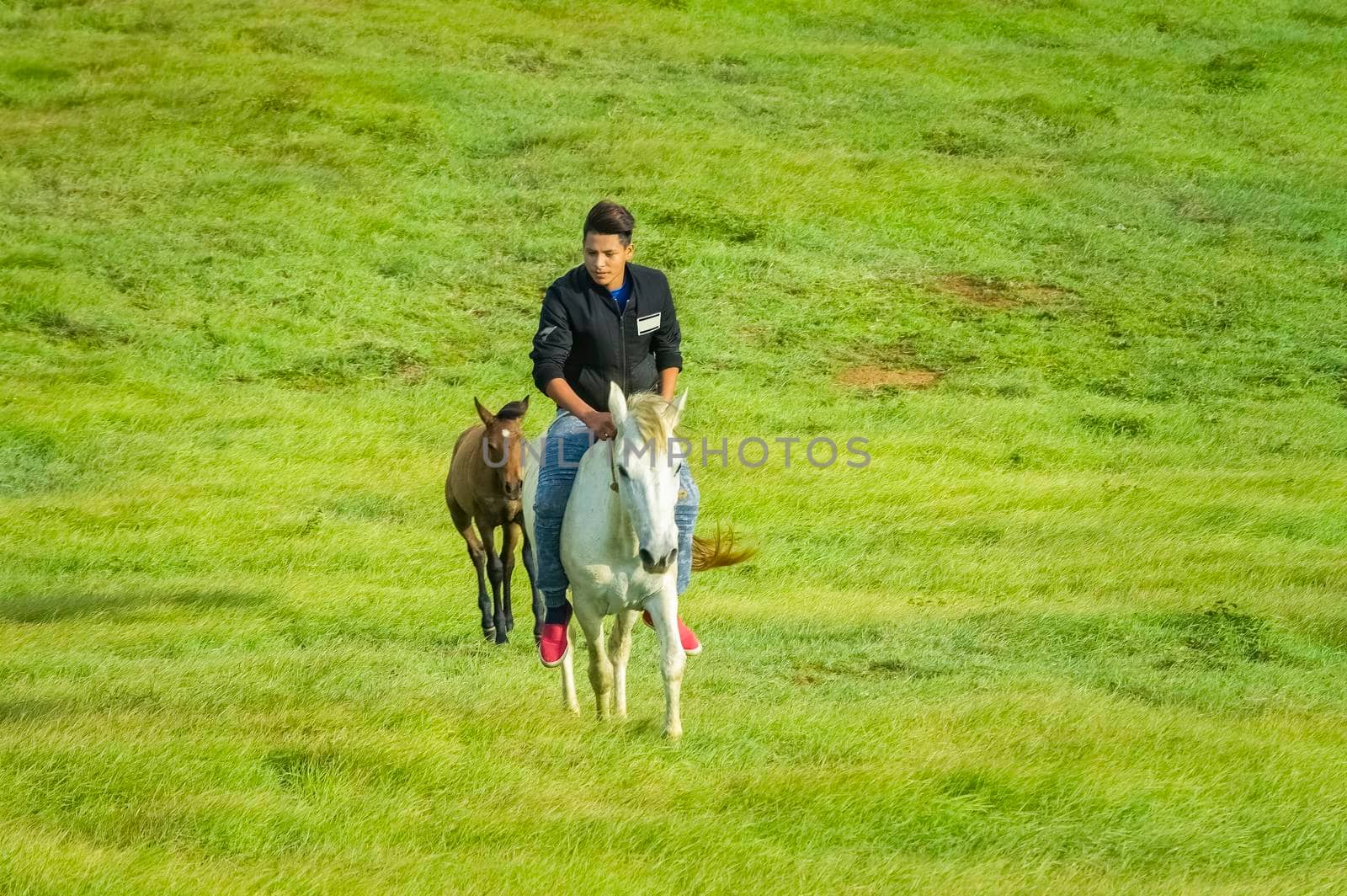 Young man in the field riding horse, A man riding horse in the field and pointing, riding a beautiful horse in the field by isaiphoto