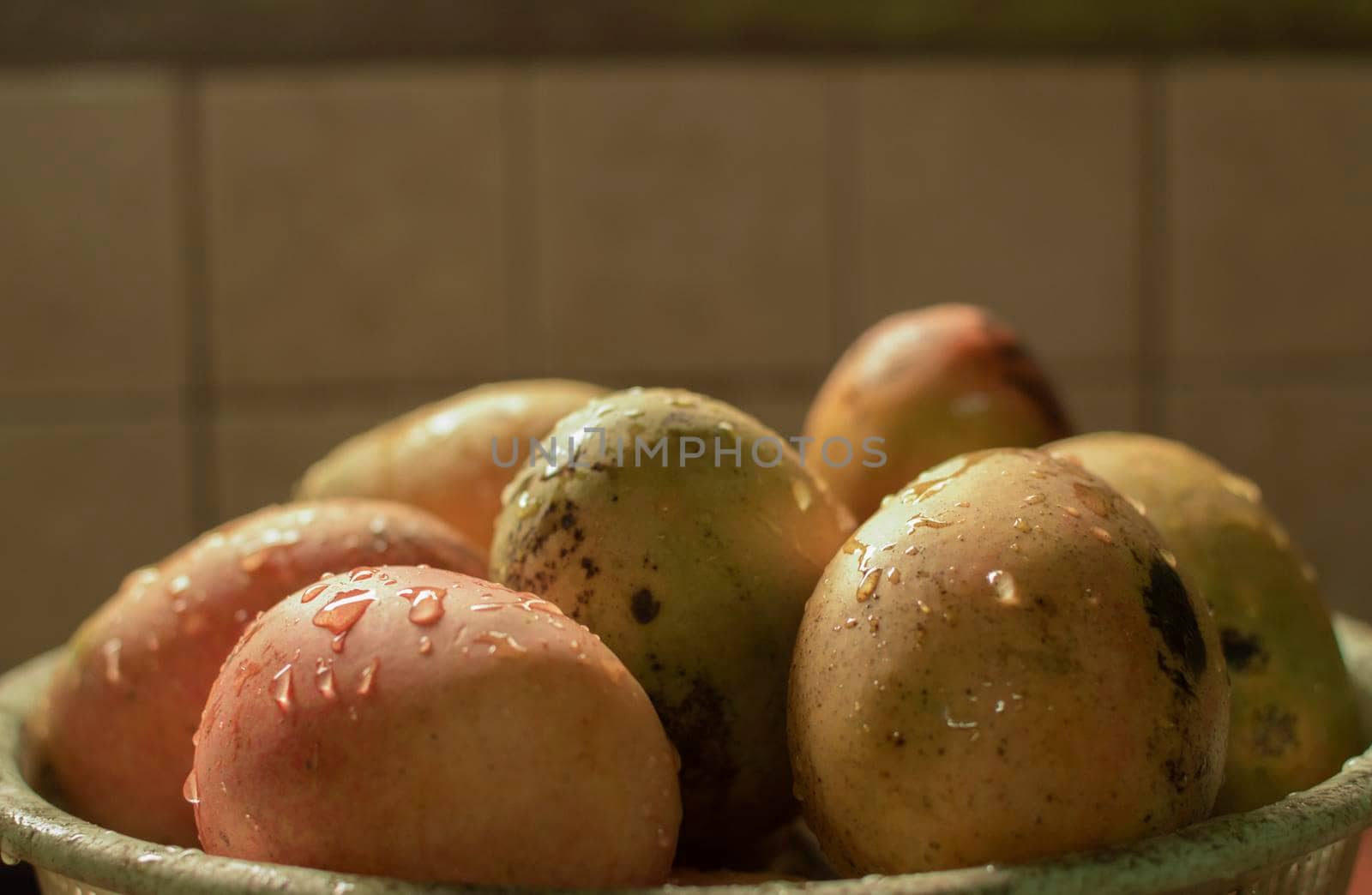 Close up of mangoes with water drops, fresh mango corduroy with copy space
