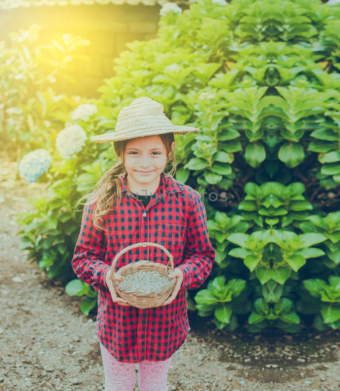 Farmer girl holding a basket of corn, portrait of farm girl with bird food, girl in the field feeding chickens and turkeys