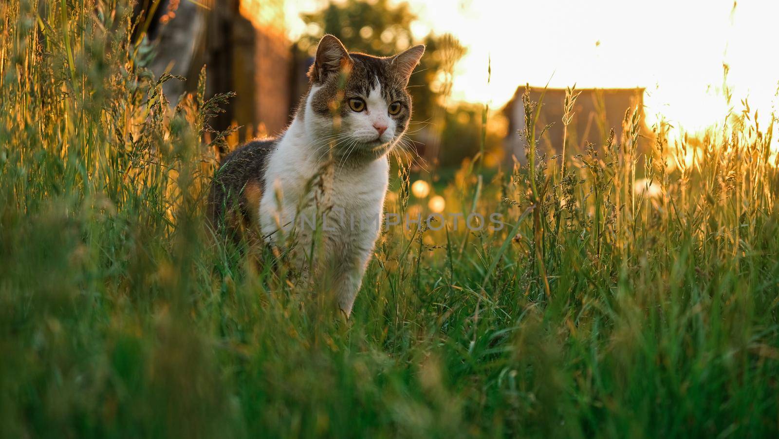Spotted cat at sunset in green grass. Cat on the background of sunset and dandelions.
