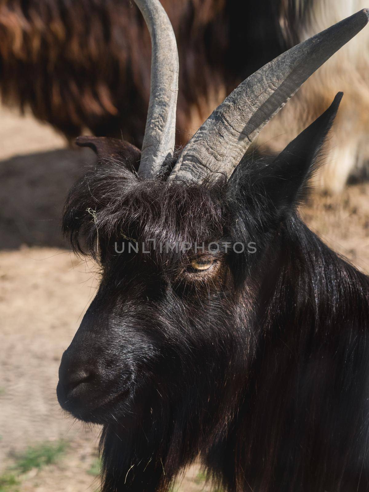 Portrait of Capra Aegagrus Girgentana or Valais Black Goat. Furry farm animal in paddock near barn. Animal husbandry.