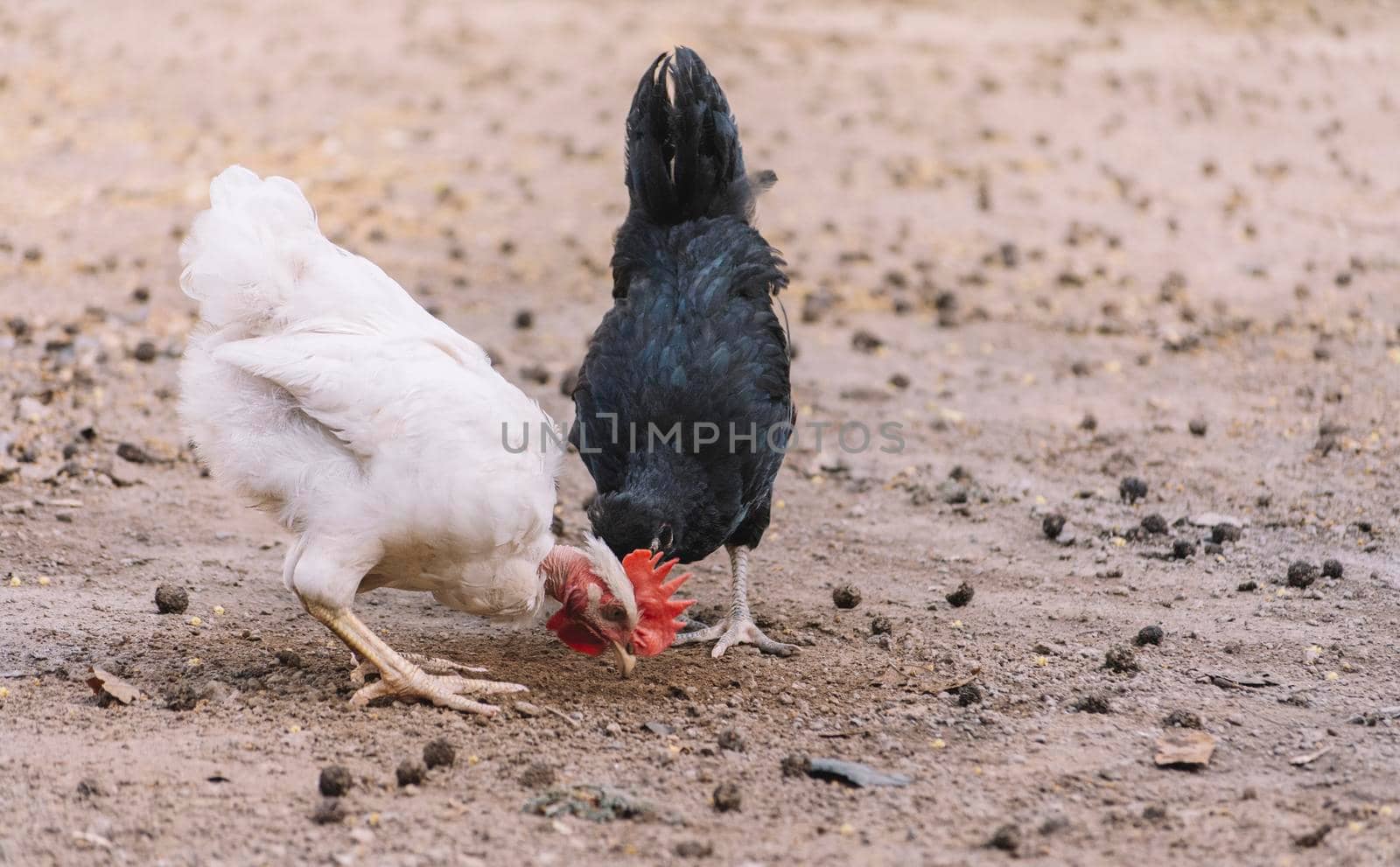 a rooster and a hen eating in a yard, two chickens eating in a home yard, close up of a rooster and a hen in a yard