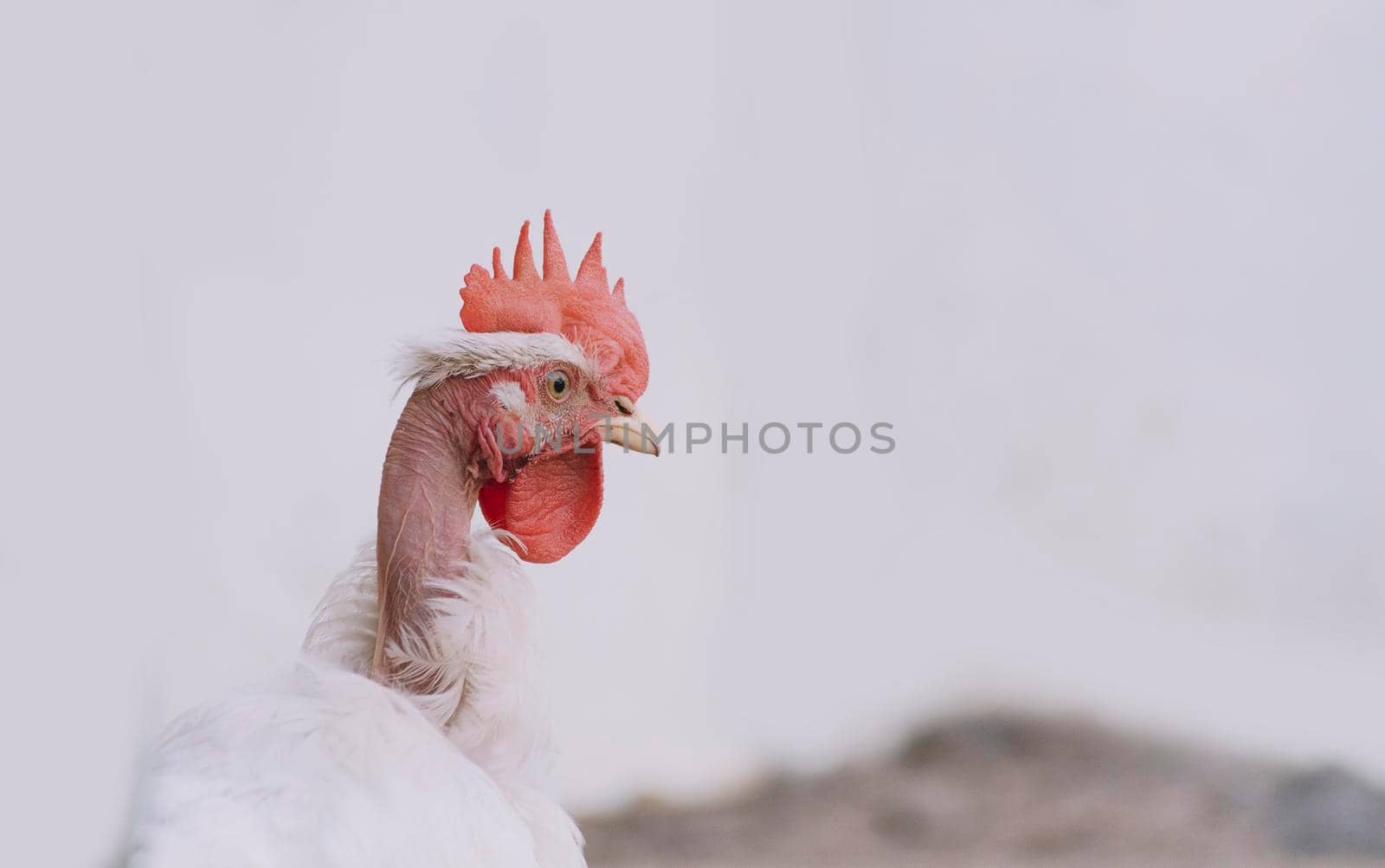 Crest of a pyroco rooster, close up of an Indian rooster, portrait of a pyroco rooster with a crest, concept of domestic animals.