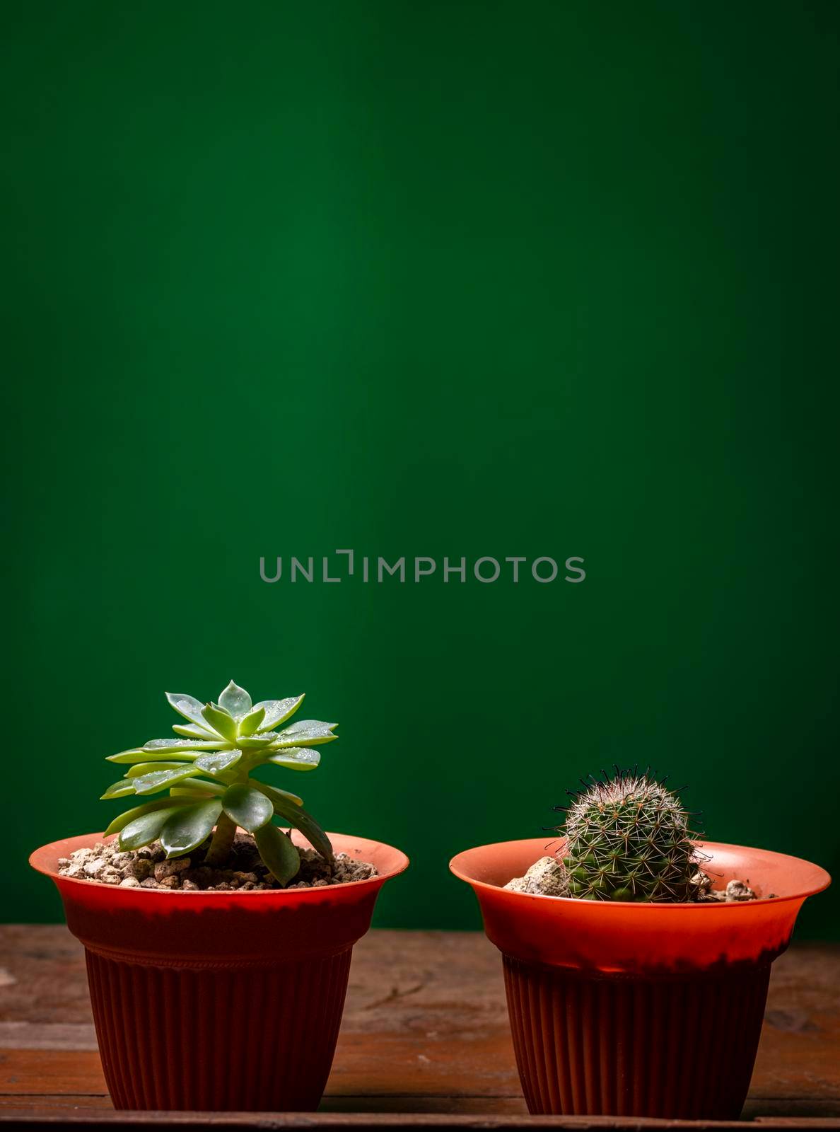 Two cacti in pot on green background, cute natural cacti isolated on green background. by isaiphoto