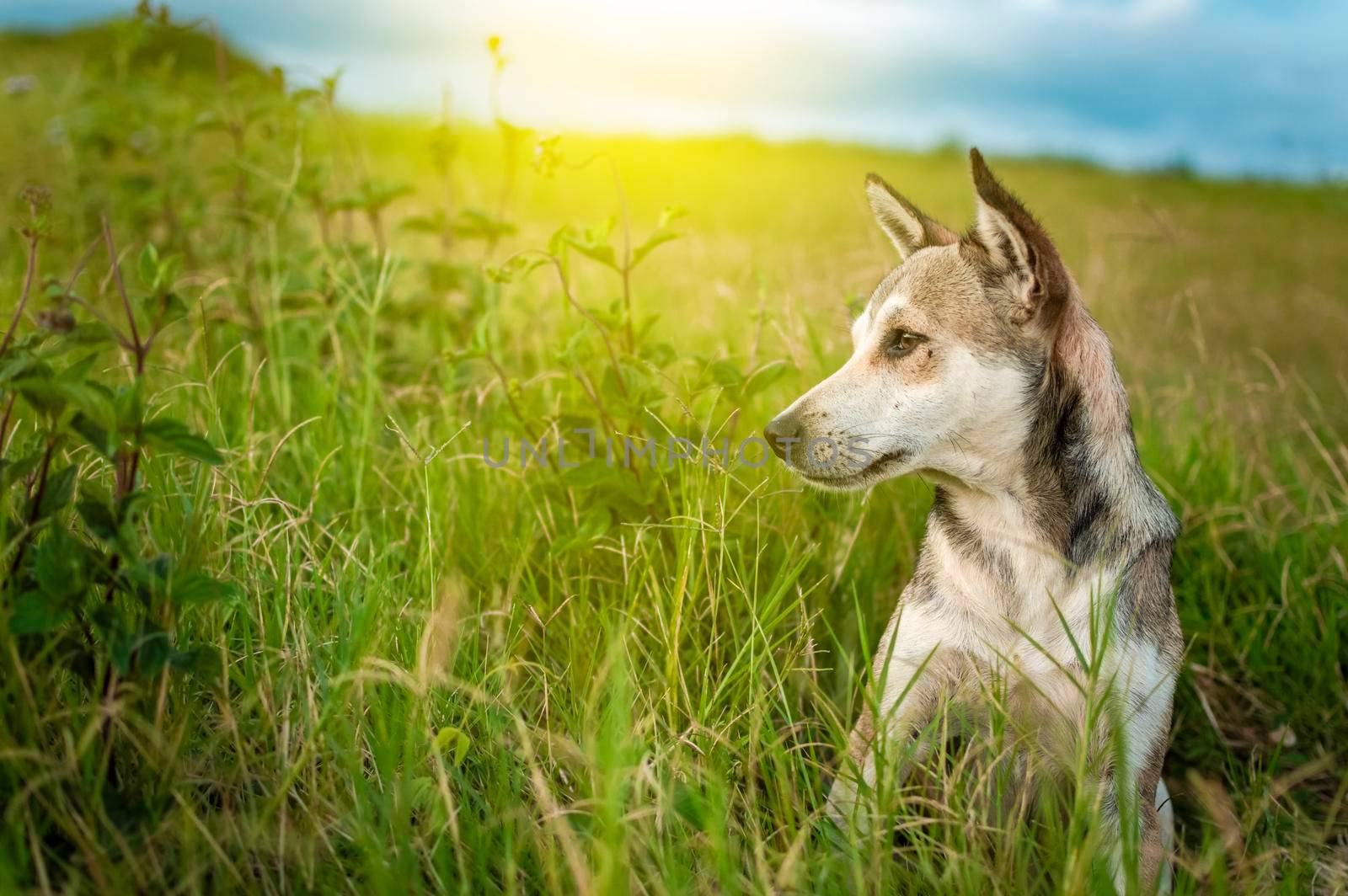 A dog in the field, Close up of a dog in the field with copy space, Close up of a dog in the field looking into the distance