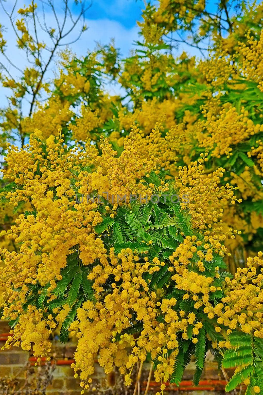 Flowering yellow tansy bushes in the park in the spring