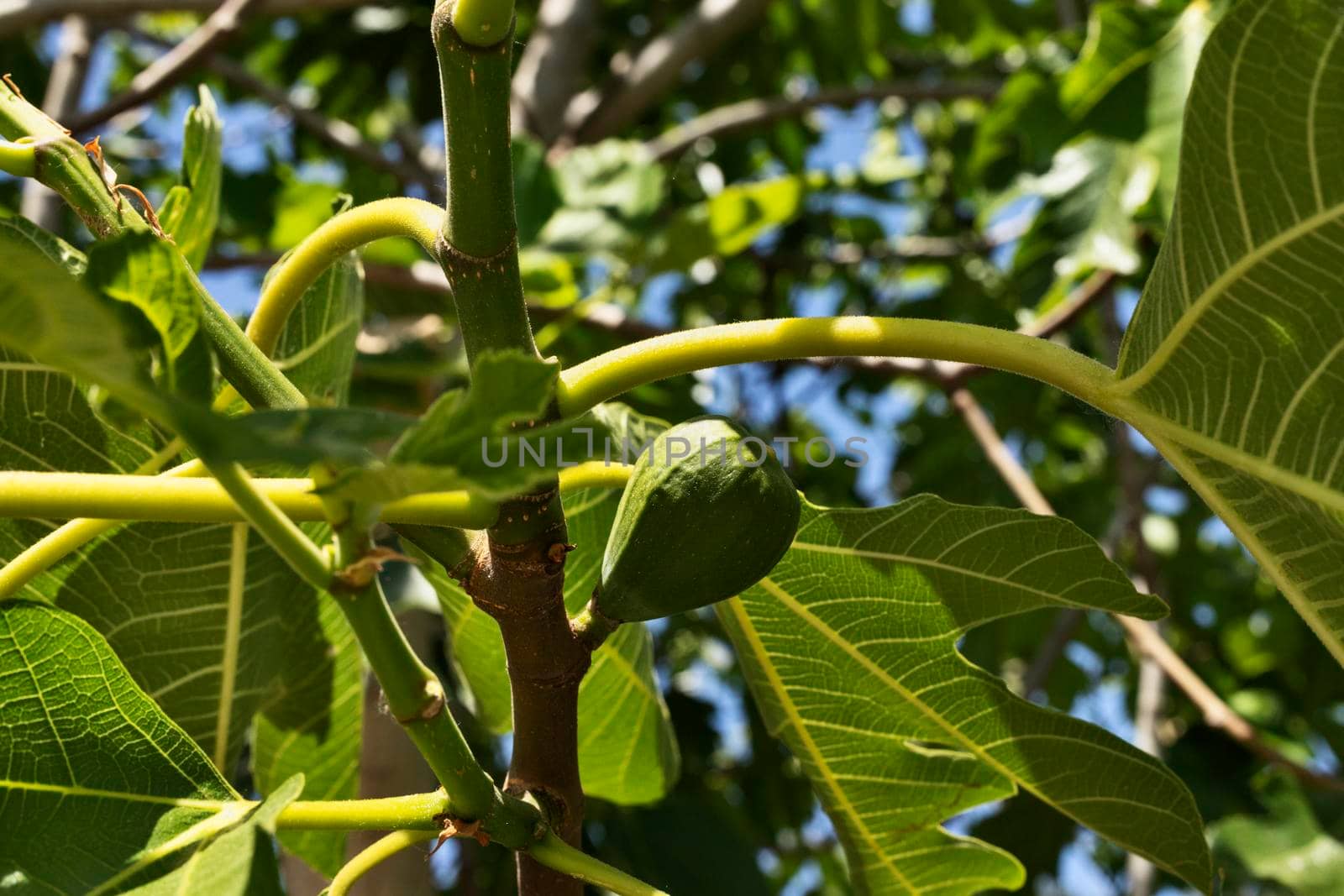 Detail of common fig tree with unripe fruit 