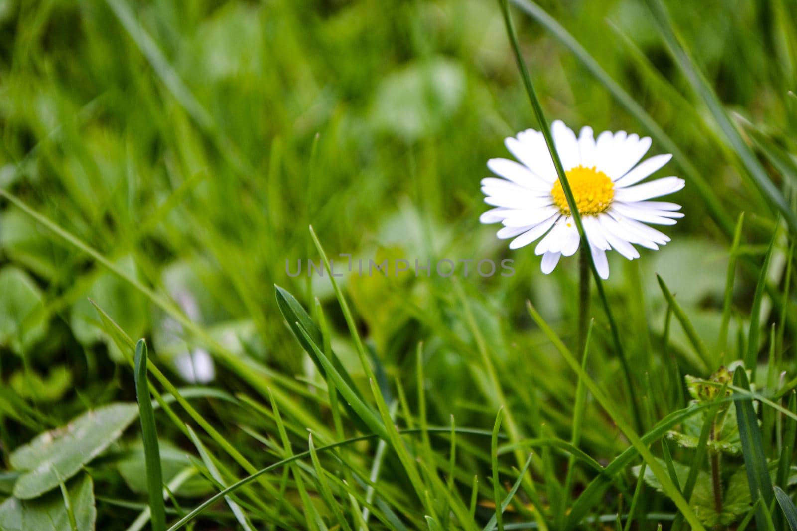 Chamomile flower among green grass and leaves, natural background. daisies among the green grass. High quality photo