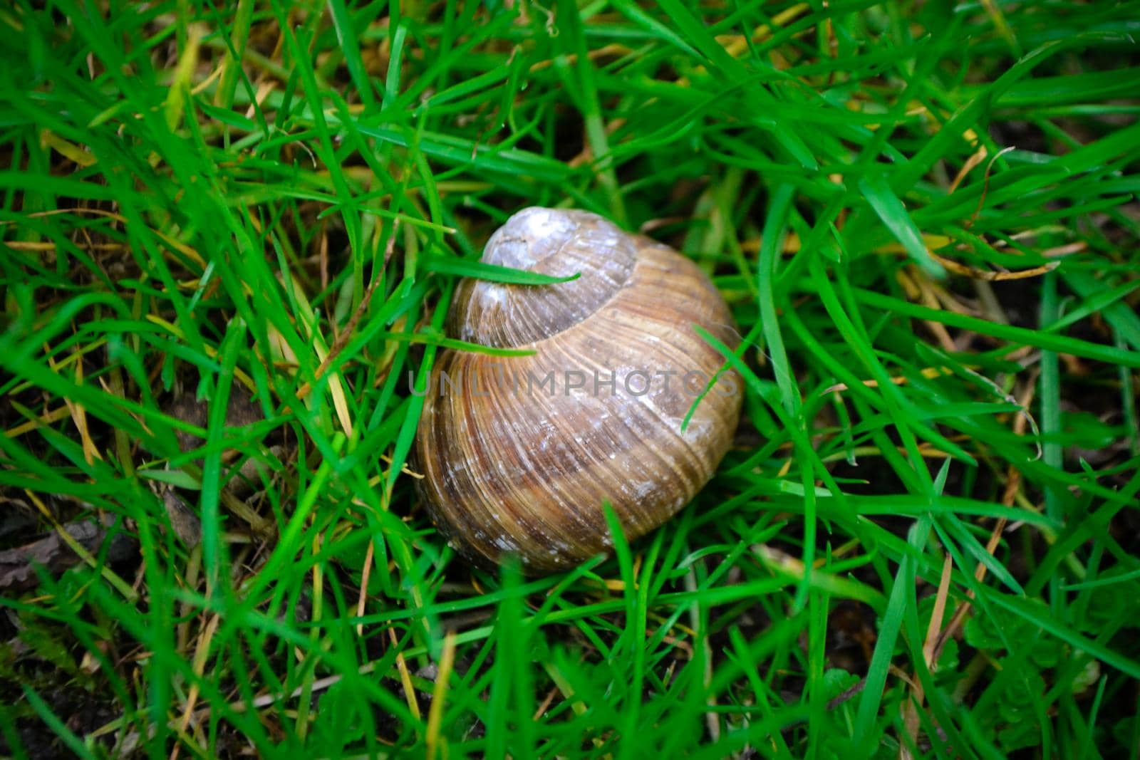 Roman Snail - Helix pomatia, common snail from European gardens and meadows, Czech Republic. High quality photo