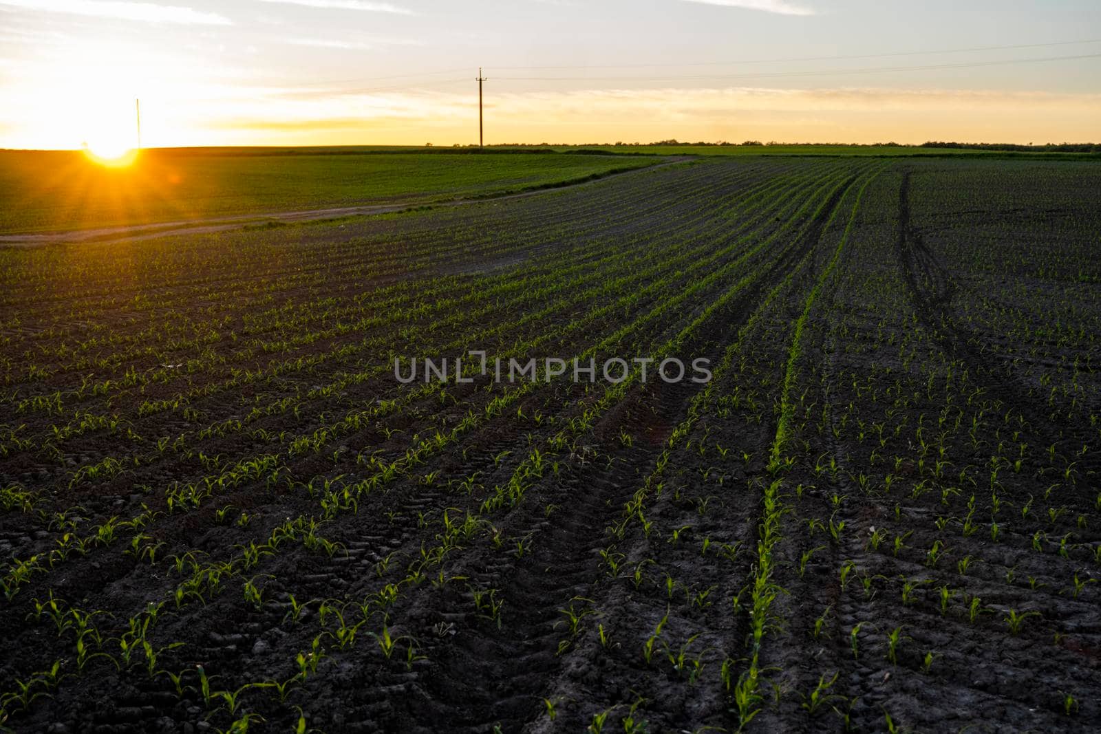 Rows of young corn plants on a fertile field with dark soil in beautiful warm sunshine. Rural landscape