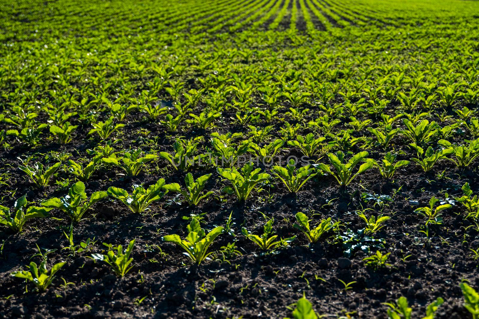 Straight rows of sugar beets growing in a soil in perspective on an agricultural field. Sugar beet cultivation. Young shoots of sugar beet, illuminated by the sun. Agriculture, organic