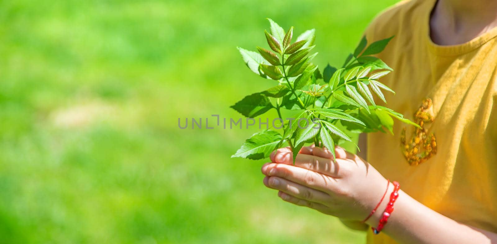The child is holding a tree in his hands. Selective focus. by yanadjana