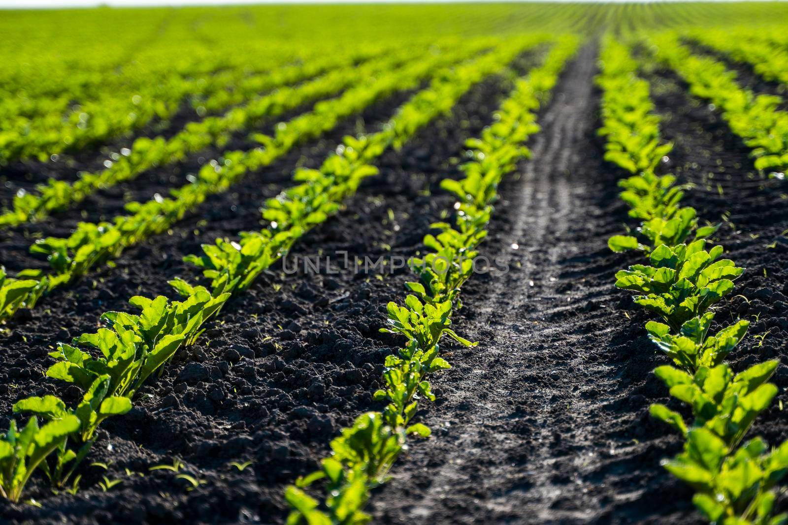 Closeup of young sugar beet plants in converging long lines growing in the recently cultivated soil on a farm. Agricultural field