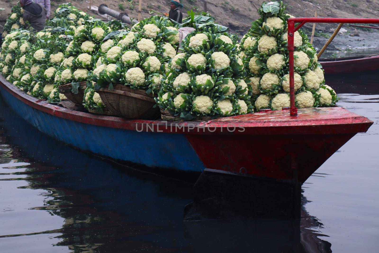 fresh and raw cauliflower stock on boat for sell